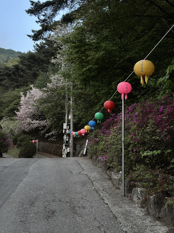  [충남/천안] 겹벚꽃 명소, 각원사
