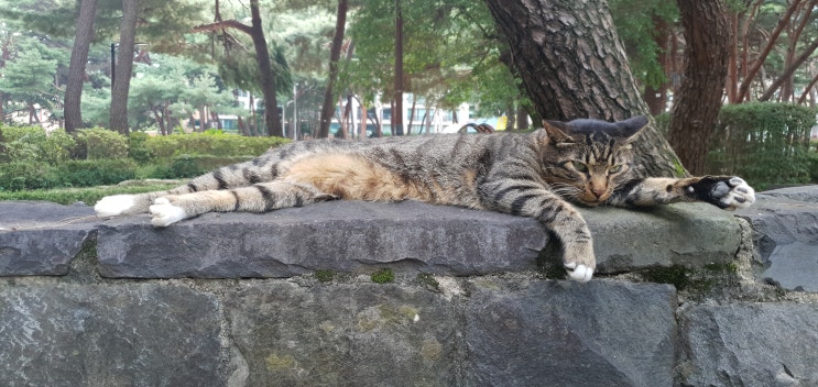 강북구 솔밭근린공원에서 만난 고양이