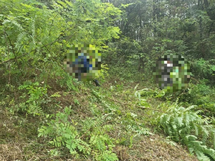  2023년 경북 김천시 감천면 금송리 3기 벌초 고인돌장의사 #김천벌초 #선산벌초 #구미벌초 #황간벌초 #영동벌초 #성주벌초 #상주벌초 #문경벌초 #칠곡벌초 #벌초대행