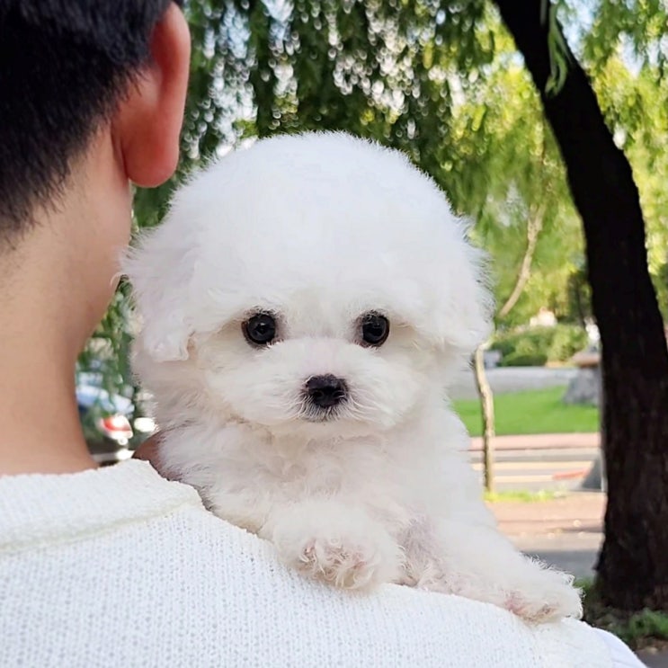  천안아산 미니비숑분양 작은 비숑을 원한다면
