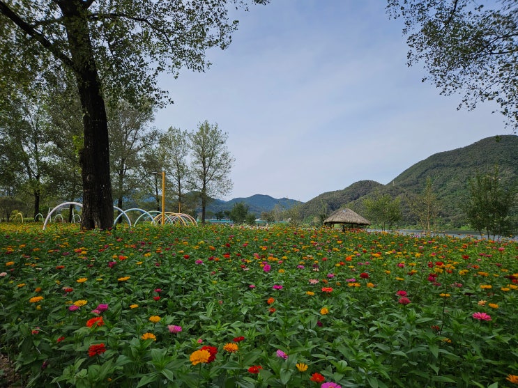 가평 당일치기 자라섬 꽃축제 꽃 페스타 (일정, 입장료, 주차, 관람 소요시간, 지도)