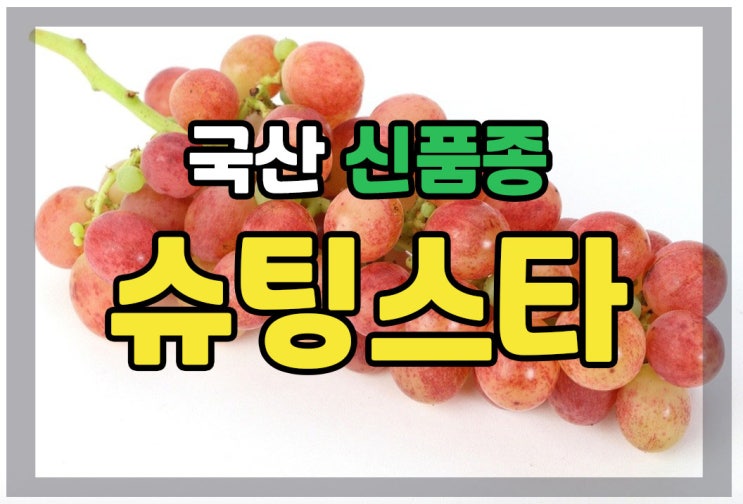  샤인머스켓보다 단 국산 신품종 "슈팅스타" 포도