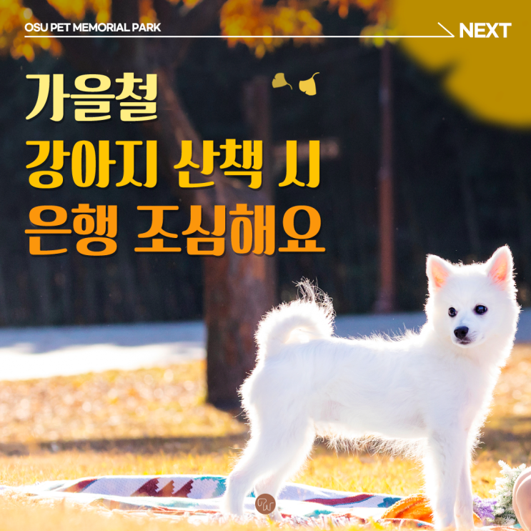  가을철 강아지산책 은행 조심해요