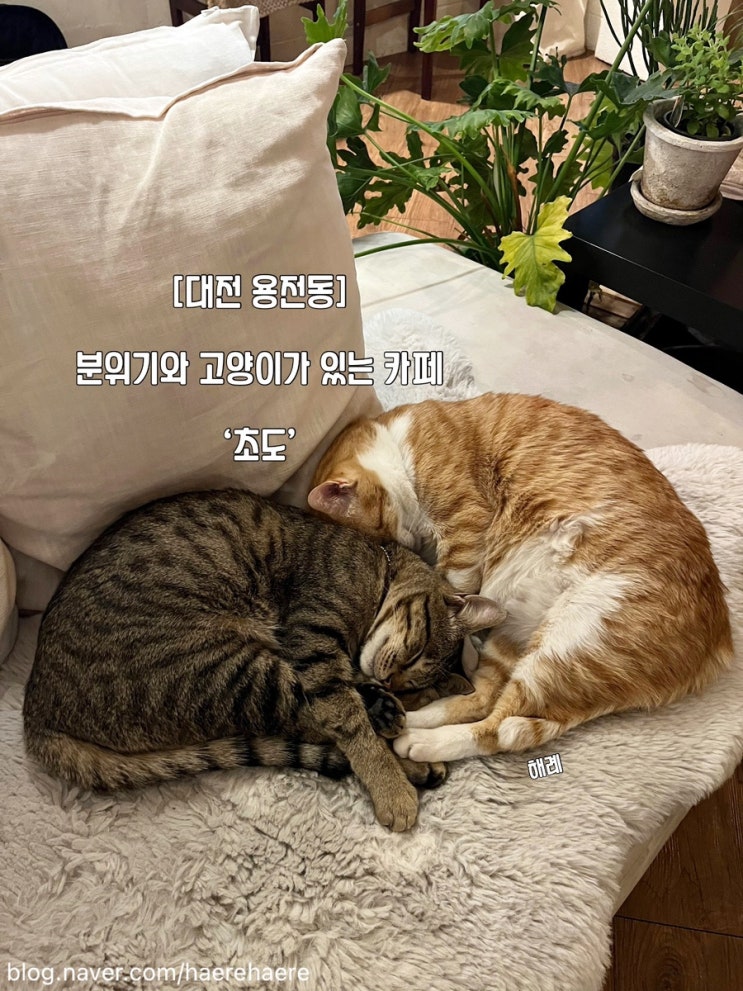  [대전 용전동] 분위기와 고양이가 있는 카페 ‘초도’