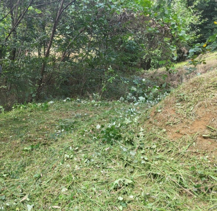  2023년 경북 김천시 감천면 금송리 3기 벌초 고인돌장묘개발장의사 #김천벌초 #선산벌초 #구미벌초 #황간벌초 #영동벌초 #성주벌초 #상주벌초 #문경벌초 #칠곡벌초 #벌초대행