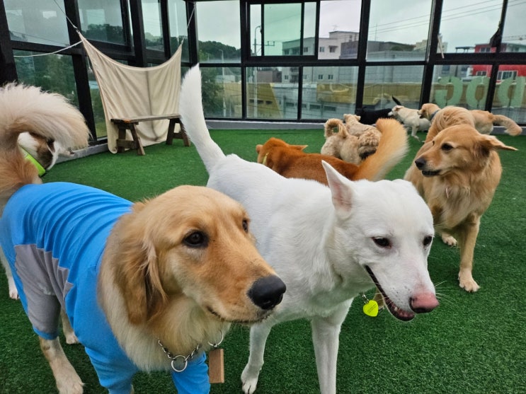  (경기)광주애견호텔 :) 라드독