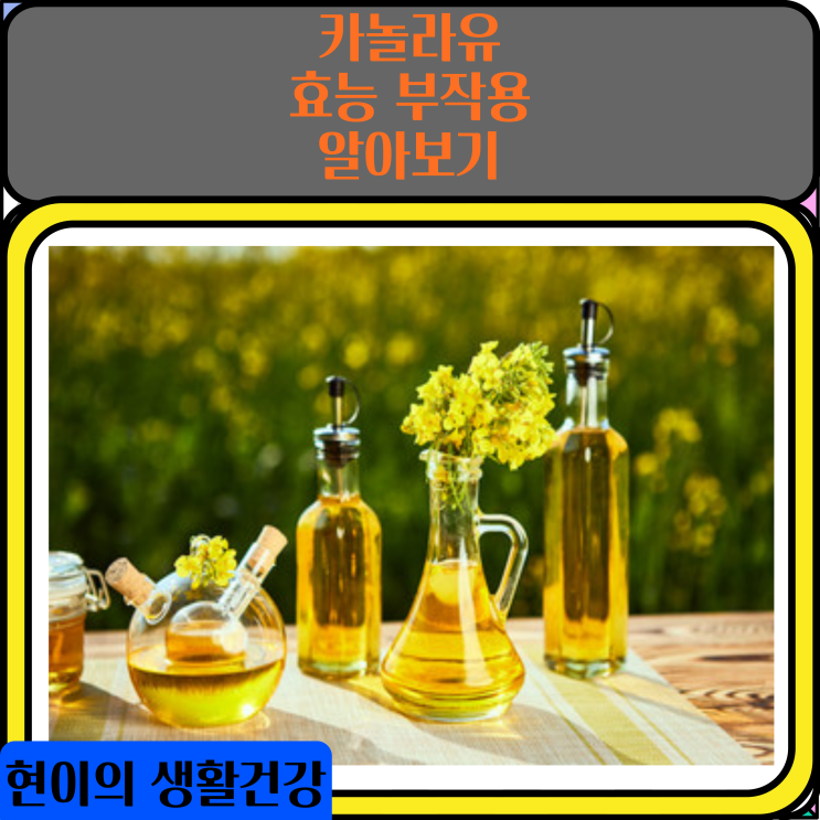  카놀라유 부작용 효능 정리