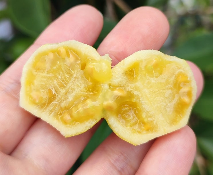 신비의 열매 ' 구아바 '  당뇨  혈당관리 놀라운 효능
