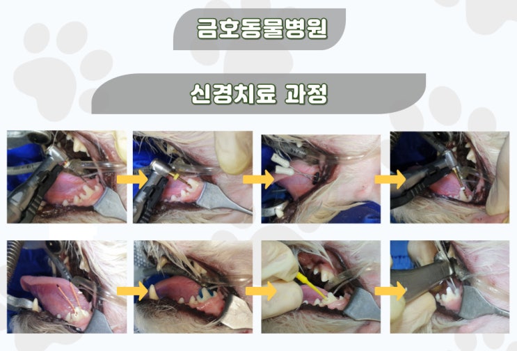  광주 강아지 치과 - 강아지 입 주변으로 몽우리가 잡히고 고름이 나오는데 피부병일까요? [광주 치과 동물병원, 금호동 동물병원, 강아지 치근단 농양, 강아지 치첨농양]