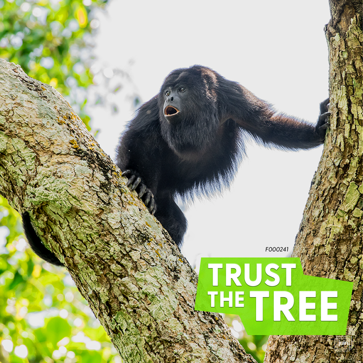 환경을 위한 FSC Forest week Trust The Tree 글로벌 캠페인 참여해보세요