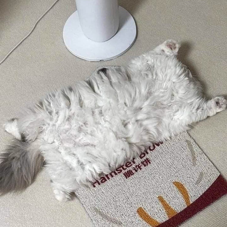  고양이 수면 자세, 잠자는 위치 숨겨진 의미 알아보기.