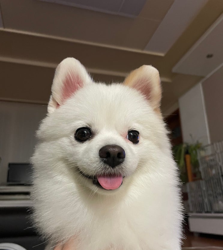  강아지 거품토 색상별 원인과 증상