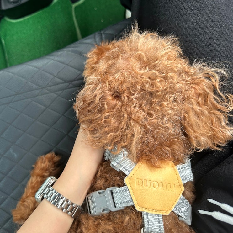  김초코 아푸지망ㅣ230915