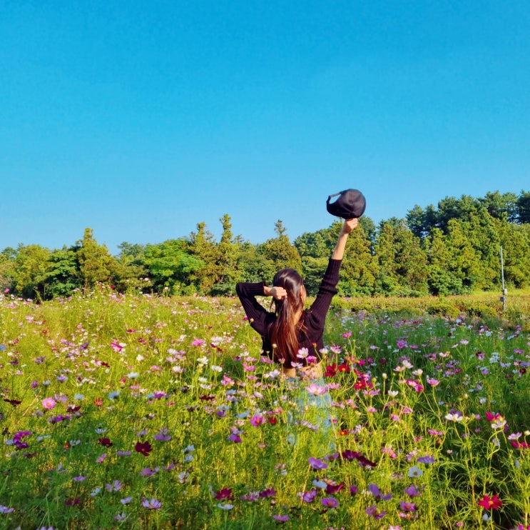  제주도 애월 가볼만한곳 코스모스 꽃구경 제주 항파두리 항몽유적지 개화상황