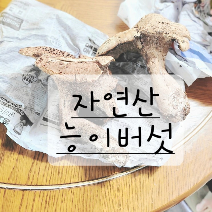  자연산 능이버섯 효능 보관방법 부작용 먹는법 벌레제거방법