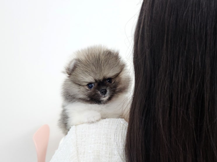  천안아산 포메라니안분양 모량 좋은 작은 포메