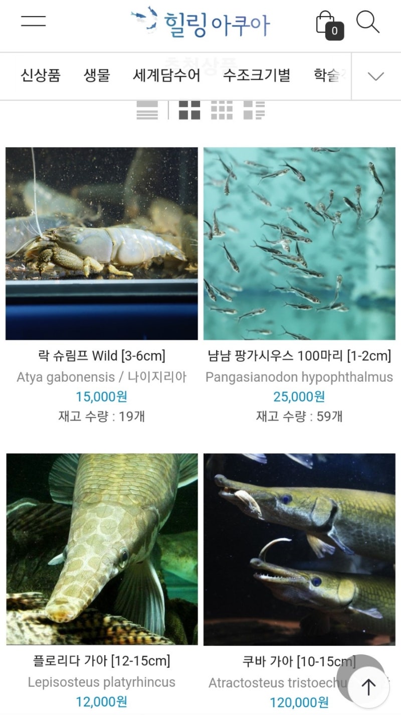 힐링아쿠아 수족관 홈페이지에서 매력적인 열대어 '구라미'종류 살펴보기 : 네이버 블로그, image size:800x1424