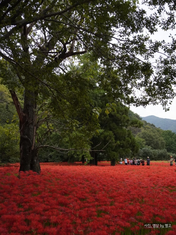  고창 선운사 상사화 꽃무릇 개화상태 및 축제 입장료