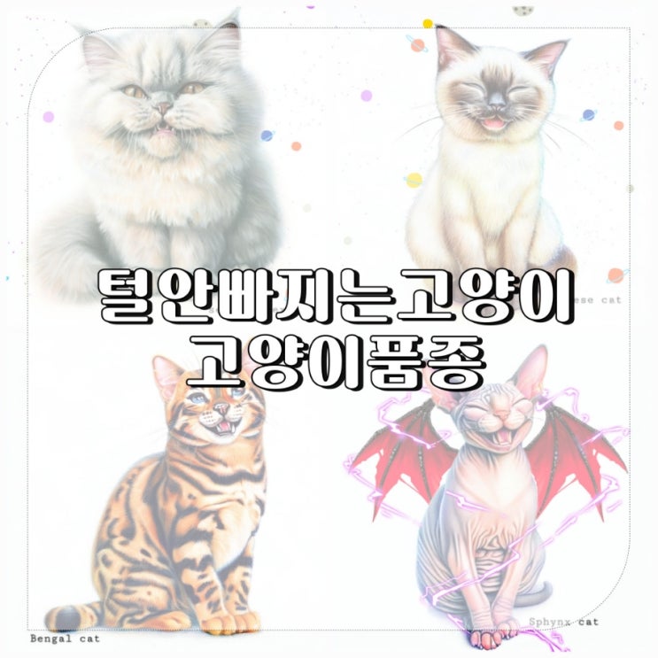  털 잘 안빠지는 고양이 종류   귀여운 셀커크렉스,샴,뱅갈,스핑크스 고양이 품종