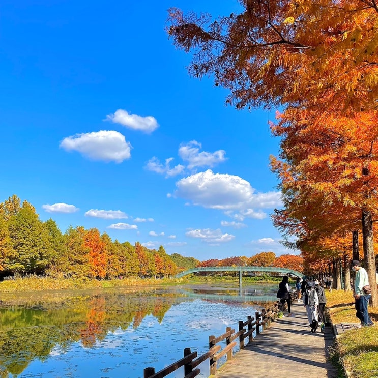 전남 가을에 가볼만한곳 담양 관방제림, 죽녹원(단풍, 억새 명소)