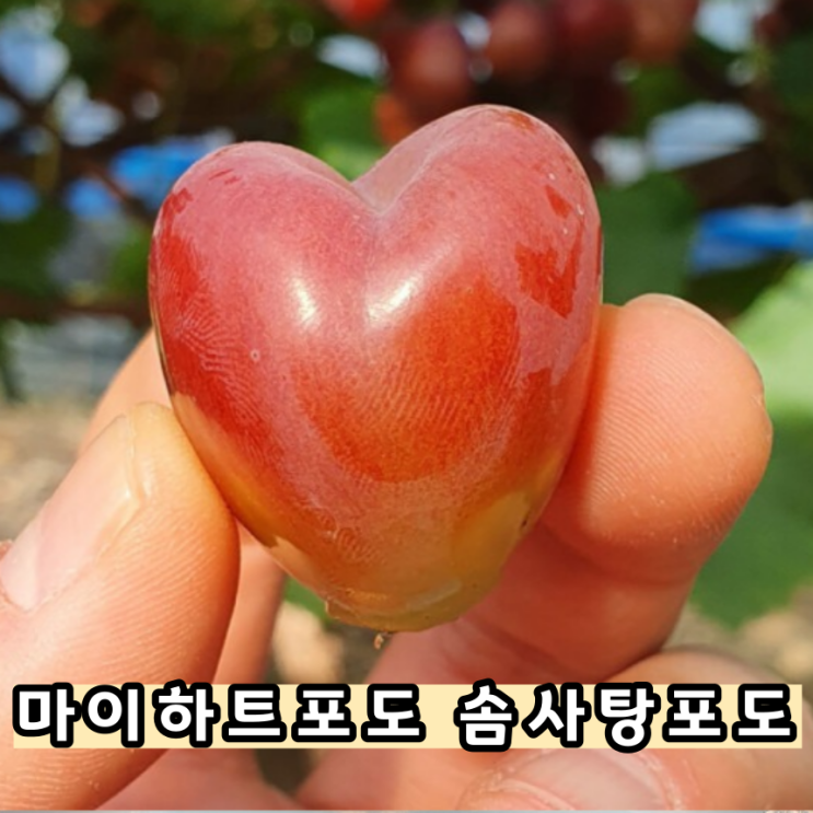  마이하트 하트포도 솜사탕포도 레드샤인머스켓 노마진 누가볼까?