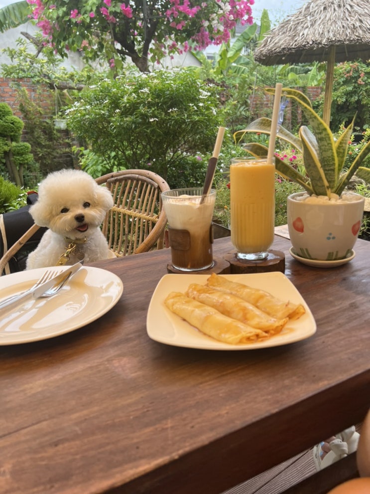  호이안 애견동반 가능한 카페 윈하우스 가든 커피 앤 케이크(Winhouse Garden coffee & cake) / 숙소도 있어요.