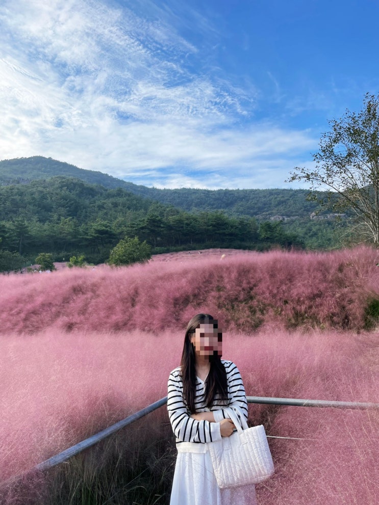 [전북 고창] 가을 여행 가볼 만한 곳 고창 부안면 핑크 뮬리 축제 “꽃객프로젝트 팜정원”