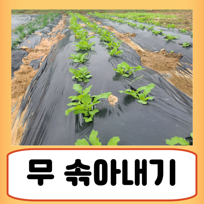 무 솎아내기 알타리무우 솎기 텃밭 김장무 키우기