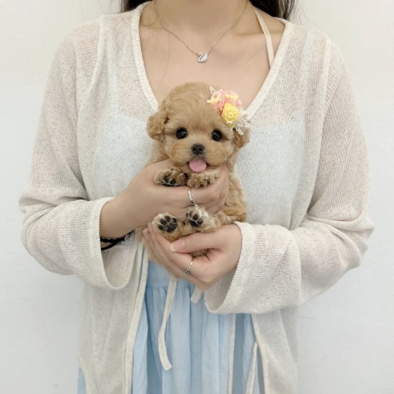 소형견을 저렴한 비용으로 판매하는 방법을 현명하게 알아보세요