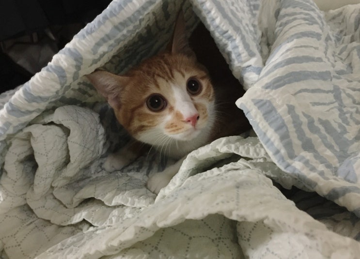 고양이 평균수명 사람 나이 계산 방법