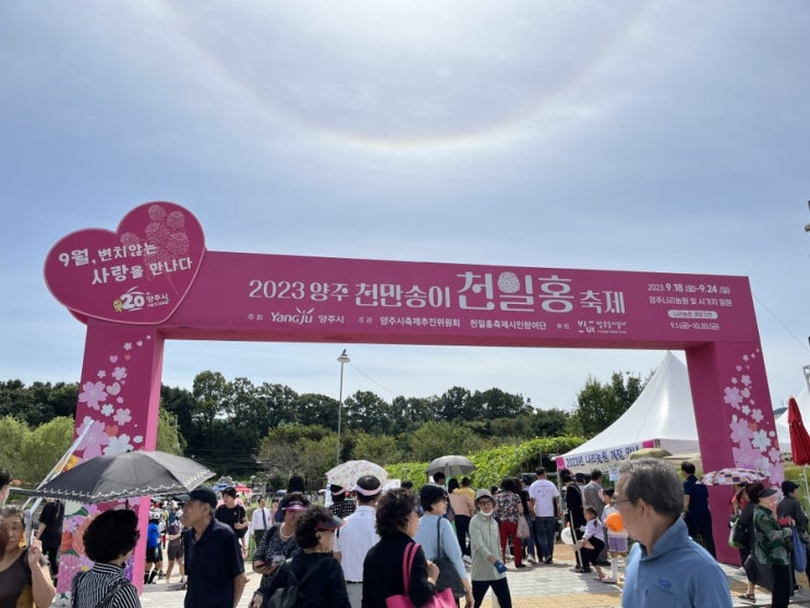  양주의 천일홍 축제