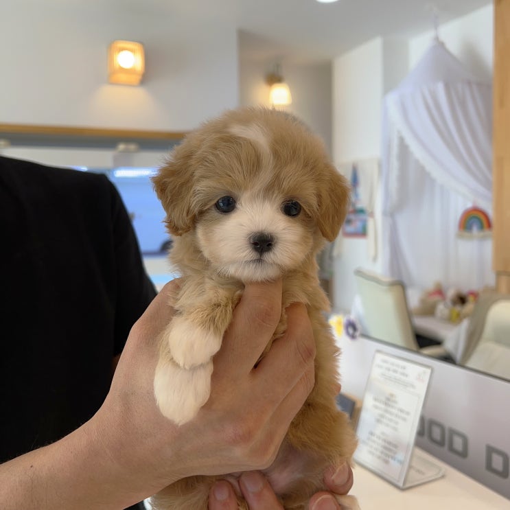  말티푸분양가 다를수 있어