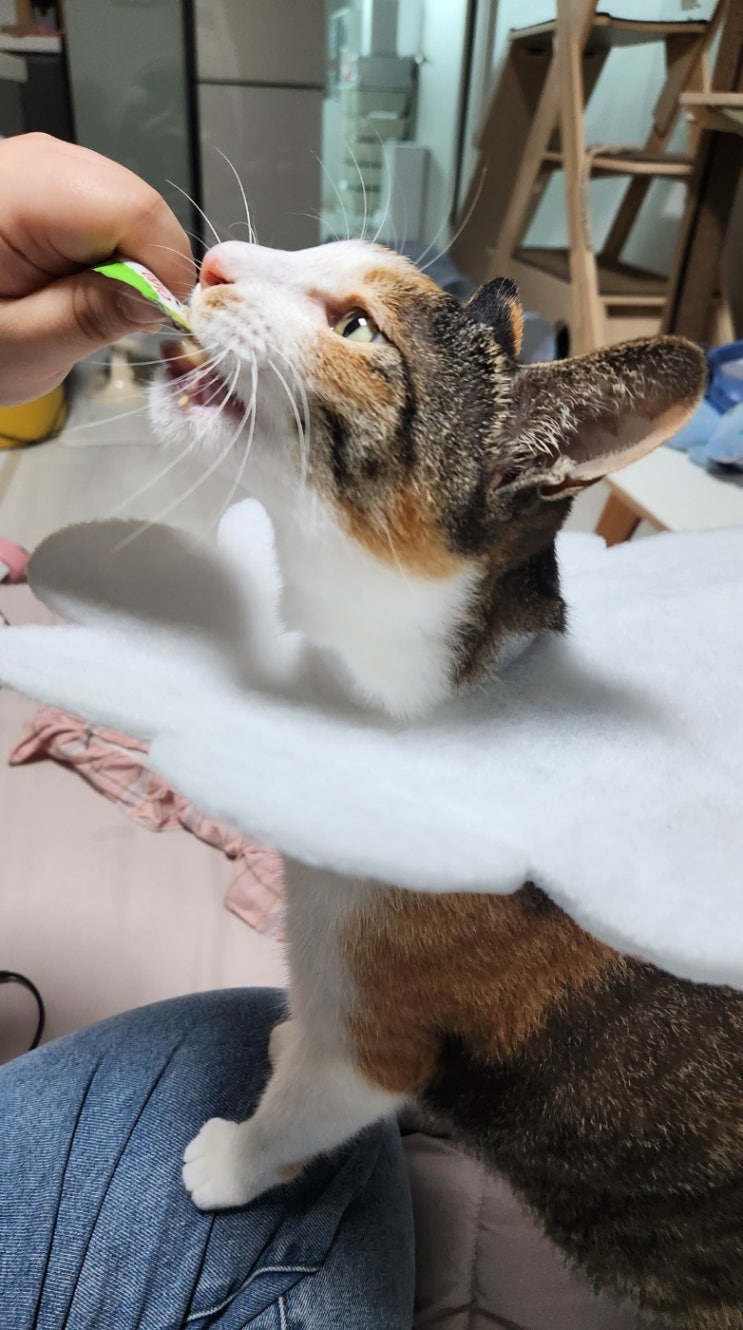  고양이 배안쪽 상처 병원가서 소독약 + 연고 처방받아옴!