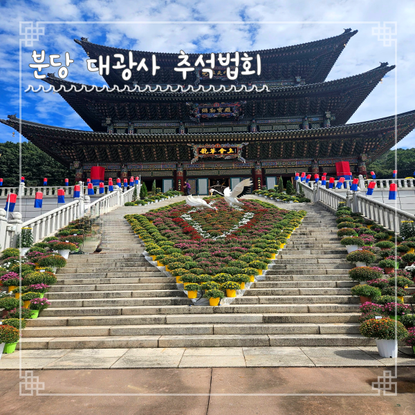  성남 대광사 국화축제 현장 추석 가볼만한 곳