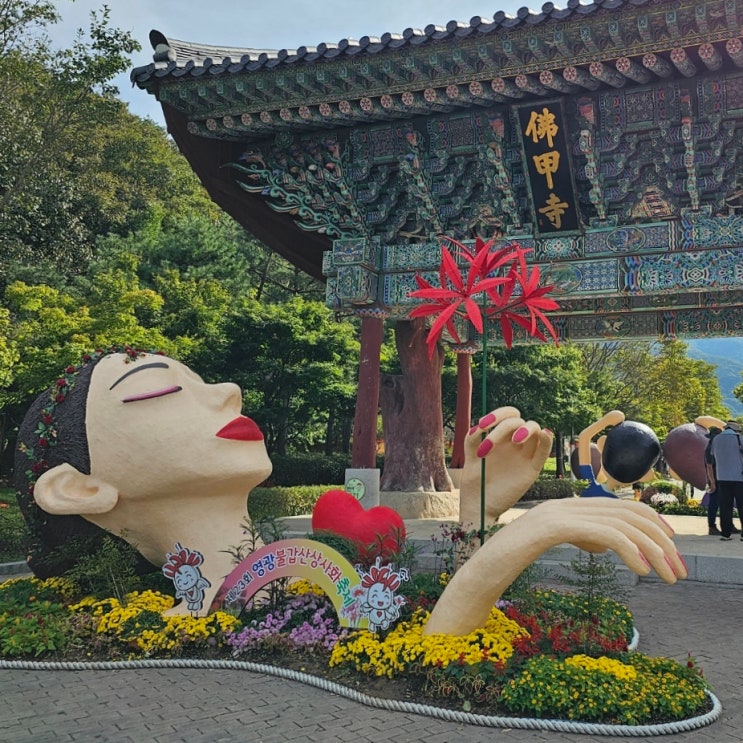  추석연휴 가볼만한곳 영광 불갑사 꽃무릇 개화상황 불갑산 영광 상사화축제 후기