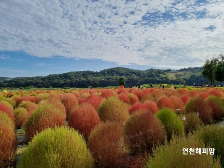  연천가볼만한곳 9월 10월 축제 댑싸리공원 경기북부 연천여행