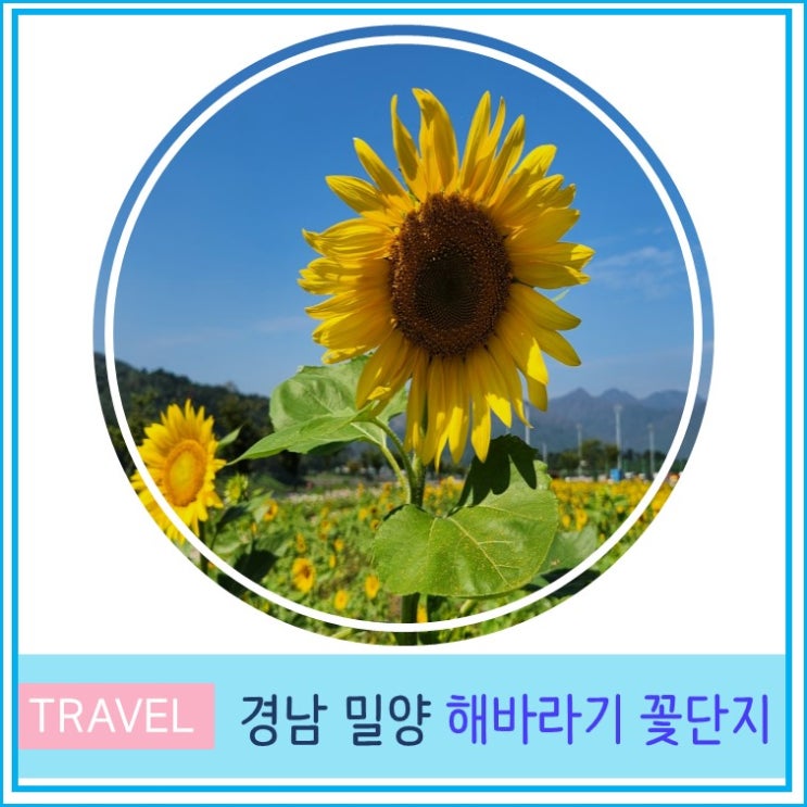  밀양 해바라기 꽃 단지 부산 근교 당일치기 여행 10월 꽃 축제 현재 개화상태 경남 가볼만한 곳