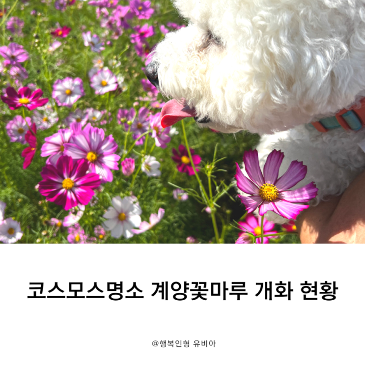  코스모스 명소 계양꽃마루 추석 연휴 개화 현황