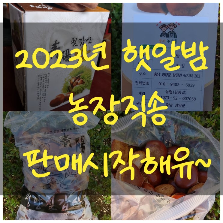  [판매완료]2023년 청양 유기농 무방무제 햇알밤 추파밤 병고 농장직송 판매합니다