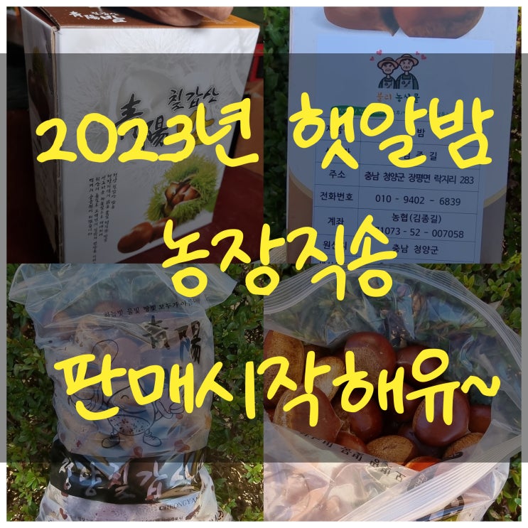 [판매완료]2023년 청양 유기농 무방무제 햇알밤 추파밤 병고 농장직송 판매합니다