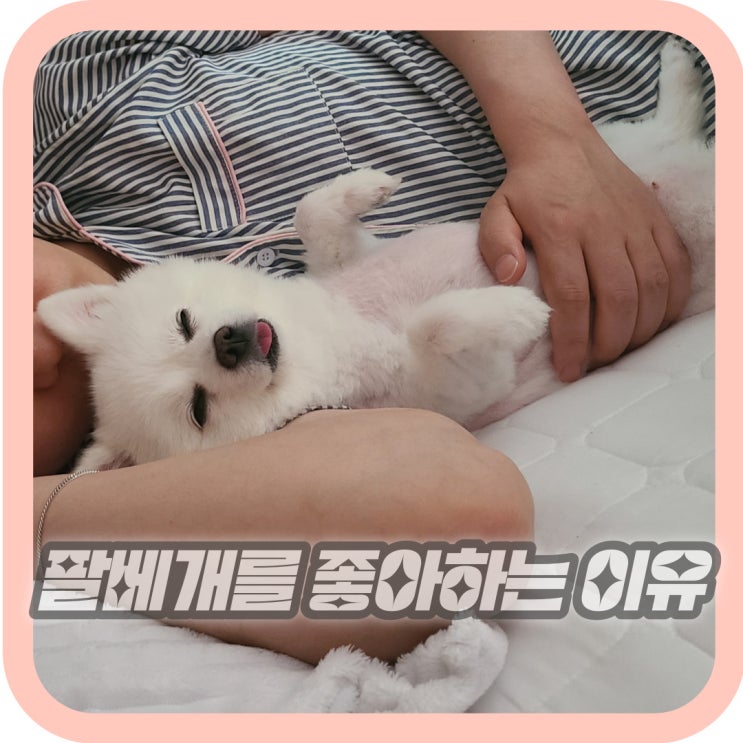  강아지가 팔베개를 좋아하는 이유 주의사항