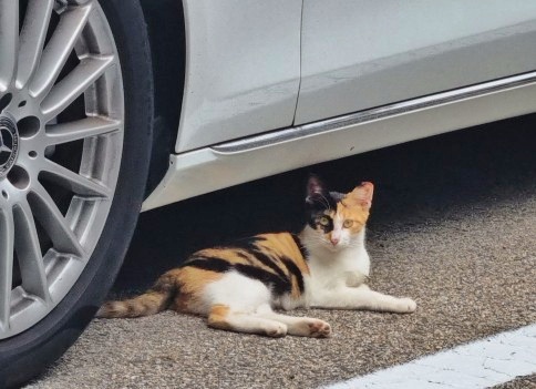  어린 길고양이 TNR 후 귀 커팅까지 하고 무사히 돌아왔어요, 고양시 동물보호소 개인 입소 중성화 신청 방사 패널티