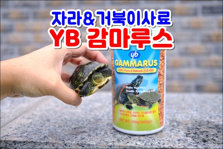  거북이사료 영양분 풍부한 YB감마루스 건강한 거북이키우기