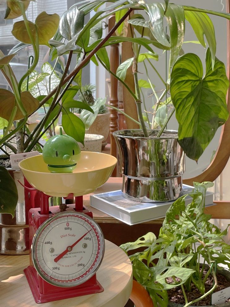 【GREEN DOT】 반려견 동반 가능한 식물카페 그린도트 잠실 삼전역 카페