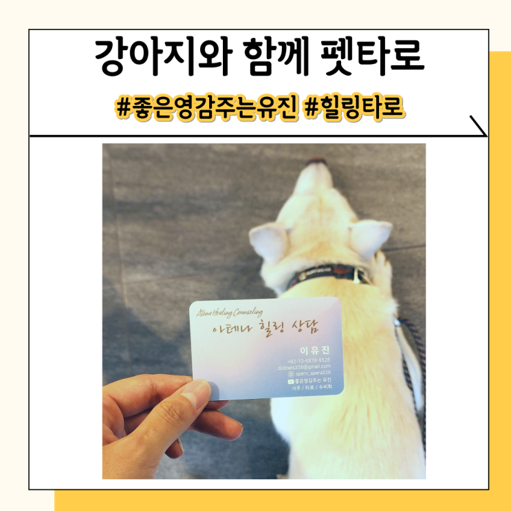 펫타로 강아지타로와 애니멀 커뮤니케이터 후기 펫타로 강아지타로와 애니멀 커뮤니케이터 후기