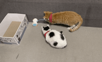 움직이는 장난감, 코펫 고양이 자동장난감