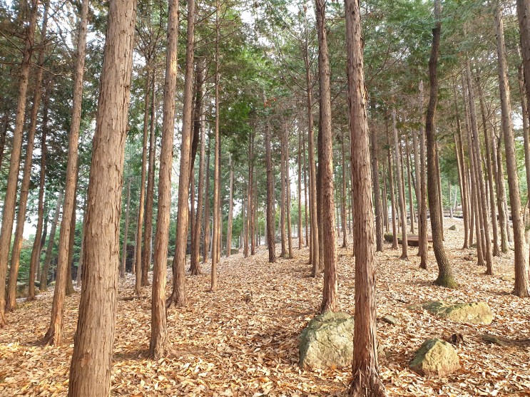 전국자연휴양림 장흥편백나무 숲 [우드랜드]에서 숲속향을 만끽해요