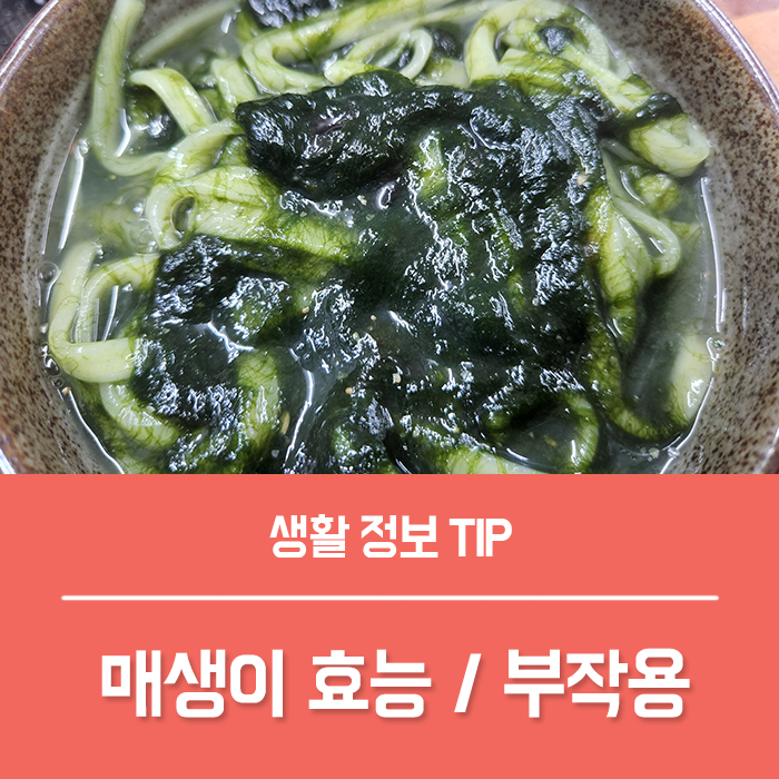  매생이 효능 베스트 4 부작용?