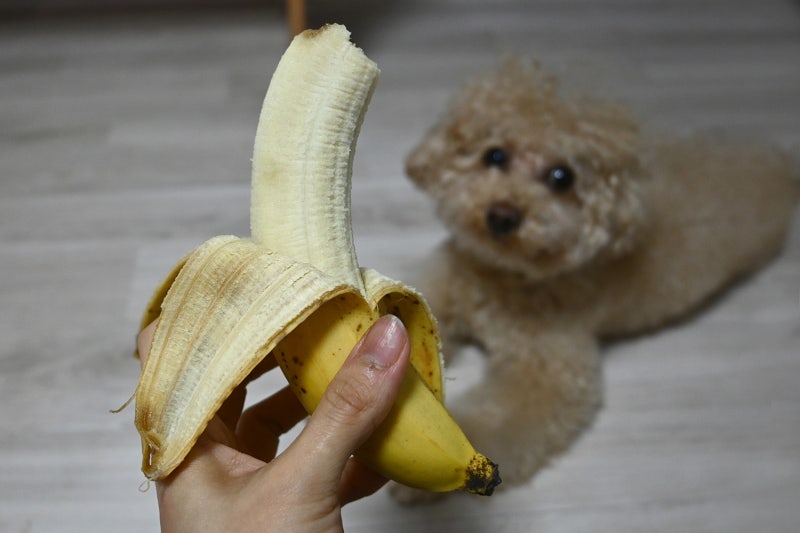 밥, 사료 안 먹는 강아지에게 바나나 먹여도 되나요? 반려견 바나나 급여량 얼마나? : 네이버 블로그