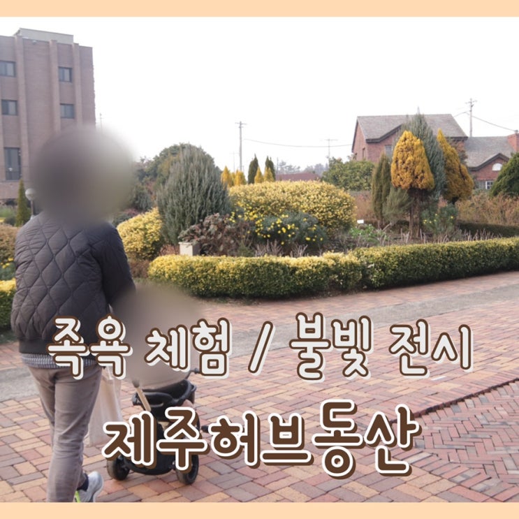  [체험] 제주허브동산 : 제주도 야간 불빛 전시 /  제주 동쪽 동백꽃 / 족욕체험 / 가족 제주도 관광지